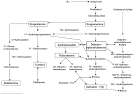 progesterone