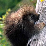 Porcupine