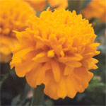Marigold
