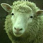 Dolly the cloned sheep