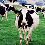 Dairy