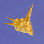 Tribulus