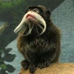 Emperor Tamarin