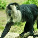 Lion-tailed Macaque