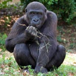 Gorilla