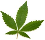 Marijuana