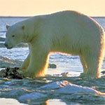 Polar bear