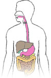 Digestive system