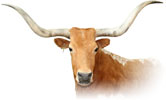 Bull