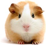 Guinea pig