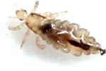 Lice