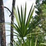 Saw palmetto plant