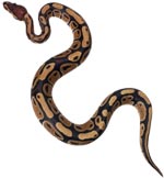 Snake