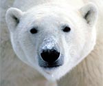 Polar bear