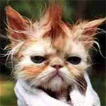 Bad hair day