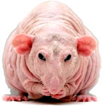 Rat