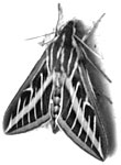 Moth