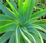 Aloe vera