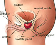 Prostate