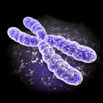 Chromosome