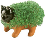 Chia Pet