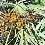 Saw palmetto