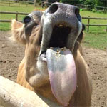 Cow Lick