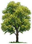 Oak tree