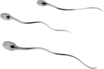 Sperm