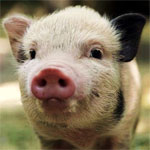 Pig