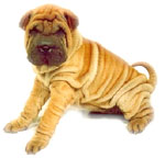 Shar pei
