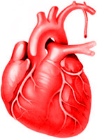 Heart