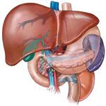 Liver
