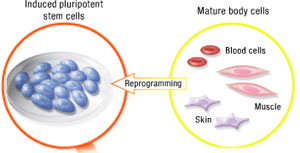 Stem cells
