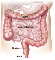 Colon
