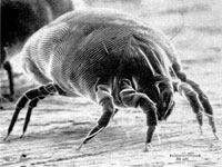 Dust mites