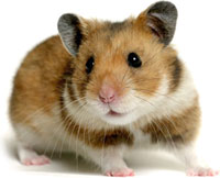 Hamster