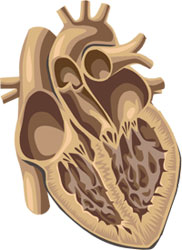 Heart
