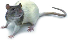 Lab rat