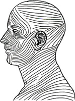 Langer's lines