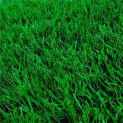 Lawn