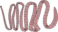 Tapeworm