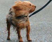 Windy